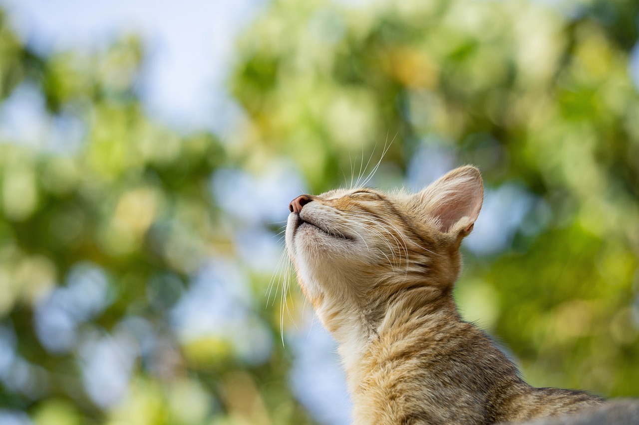 Allergies in Pets - Symptoms and Management